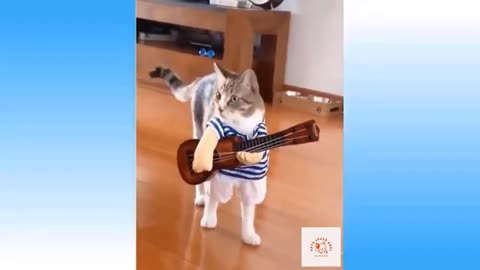 Cute and Funny Cat Videos Compilation