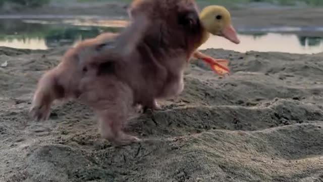 The dog bit the duck and ran away. The dog kept running