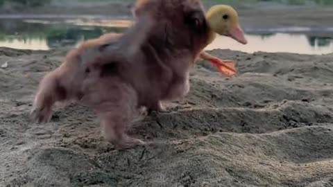 The dog bit the duck and ran away. The dog kept running