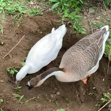 Professional diggers