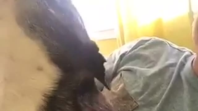 Black down howling continuously while laying on owners lap