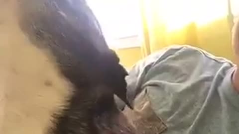 Black down howling continuously while laying on owners lap