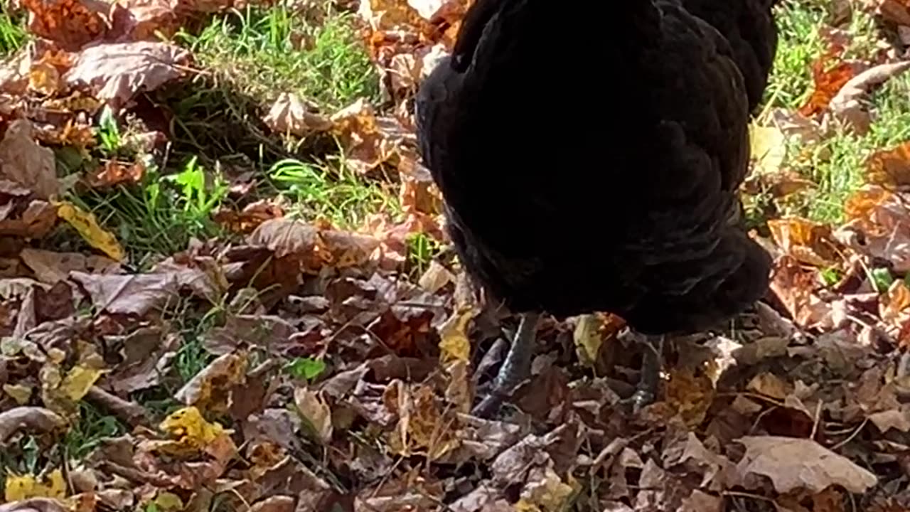 Chicken Talk