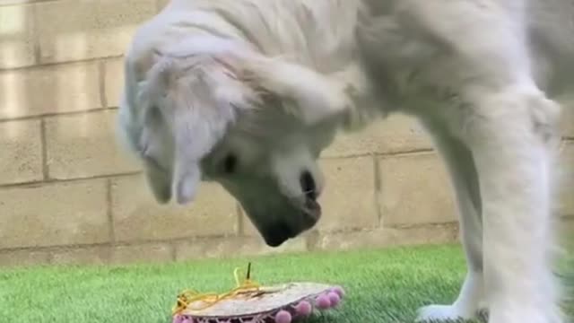 The best cute and funny dog video compilation cute dog word 2022 funny dog viral