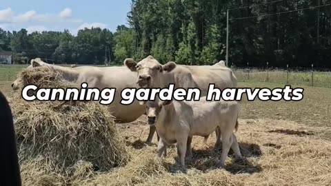 What Makes Homesteaders Happy??