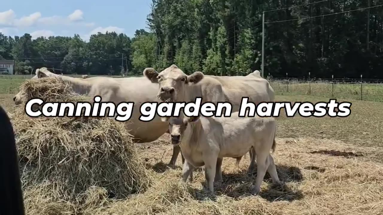 What Makes Homesteaders Happy??