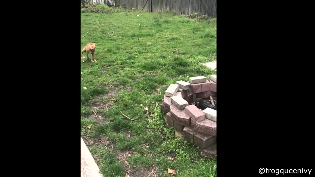 The Dog that Hops like a Frog