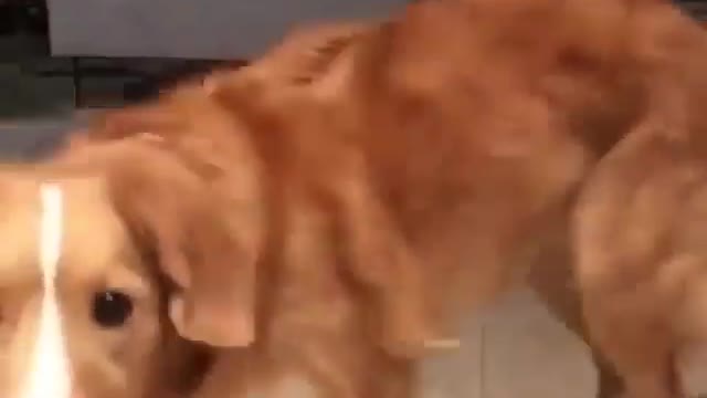 Dog training