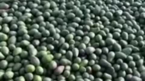 food waste in australia