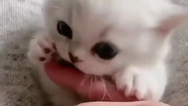 Cute kitty playing with finger