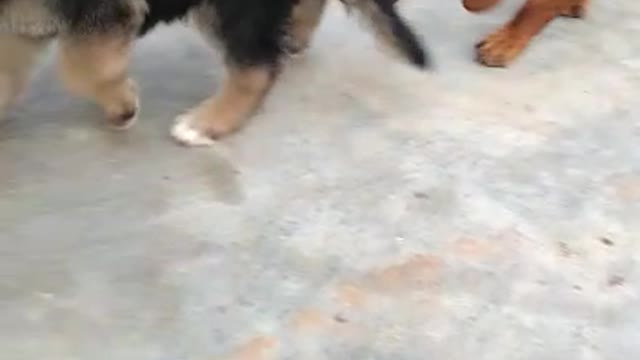 These Cute Puppies Are Enjoying Their Play Time