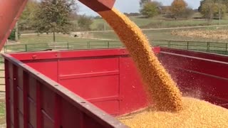 A cool slo-mo unloading Corn into the truck