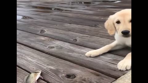 Funny puppy videos 2022