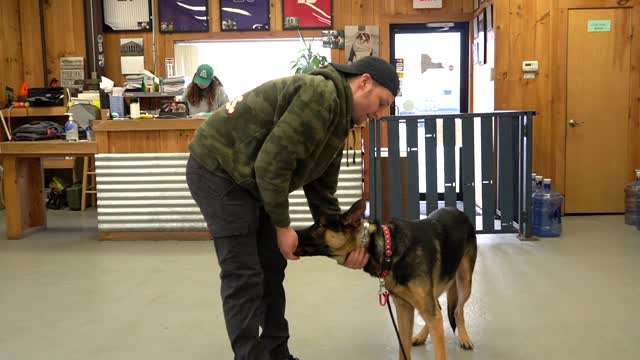 How to get your dog to like wearing a collar!