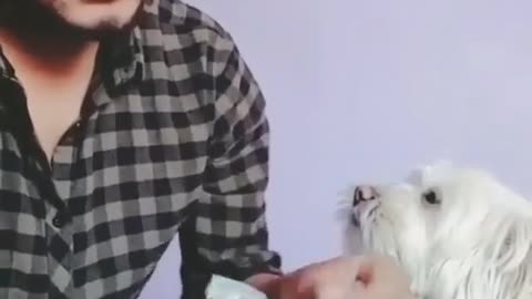 Dog helps count money