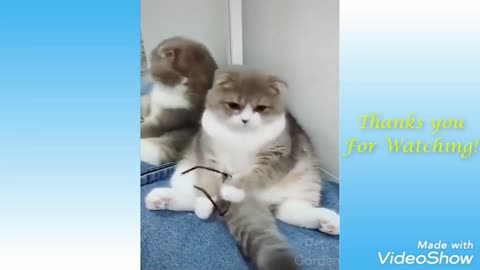 Cats funny cats funny cats funny