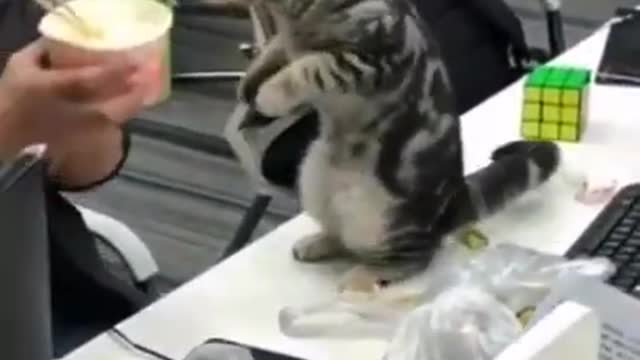 Funny and cute baby cat videos
