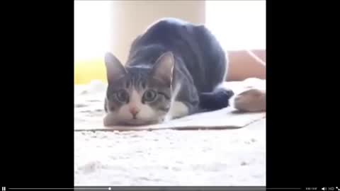 Cat cute playing