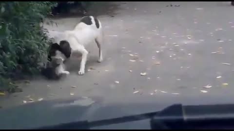 A dog getting by surprise.