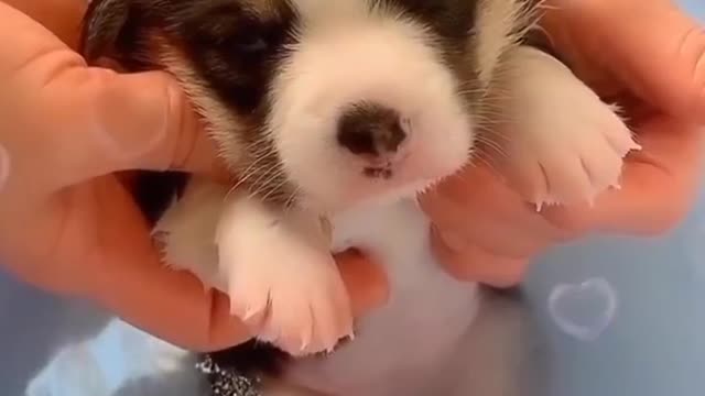 Soš„°cute dog
