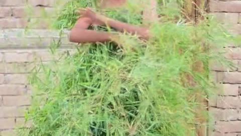 Gul ae 😍 😌 is the best 👌 👍 😍 in a series to make