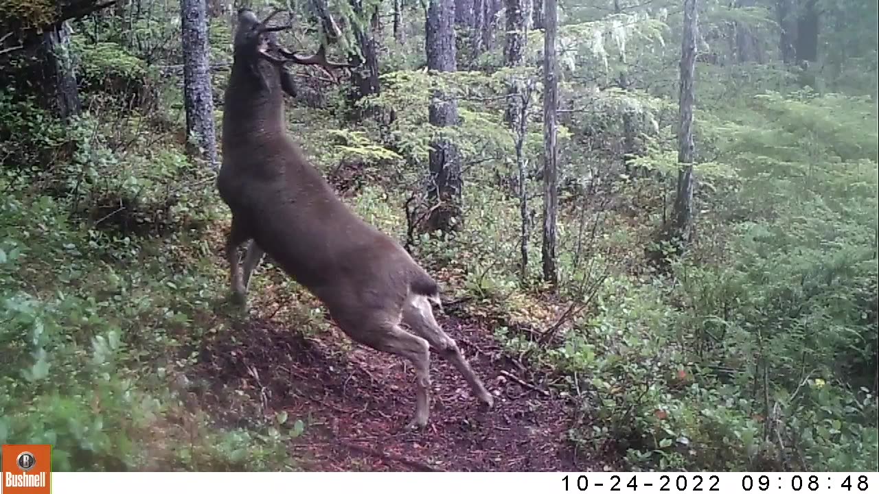 The Sitka blacktail Rut 2022