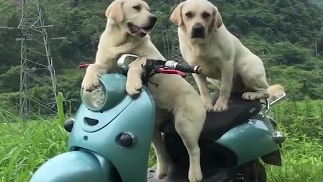 Funny & Cute Labrador Puppies