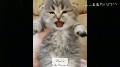 funny cat videos too cute #2