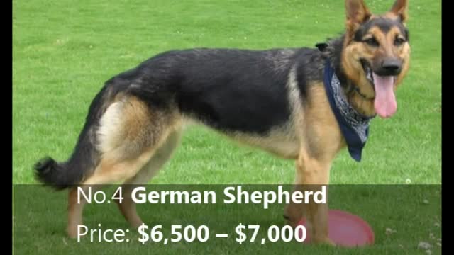 Top 10 expensive dog