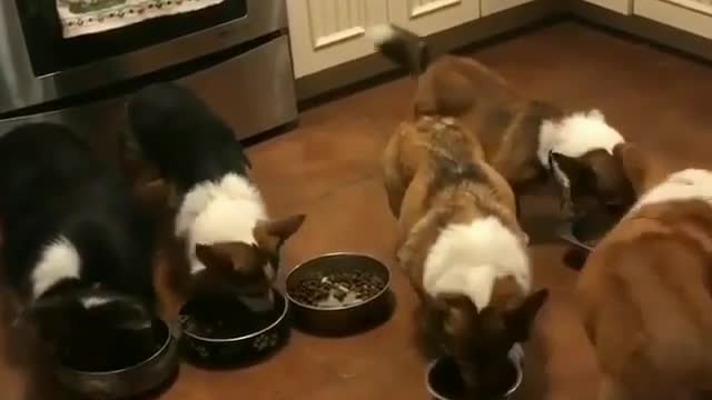 Dogs waiting in line for dinner are so cute.