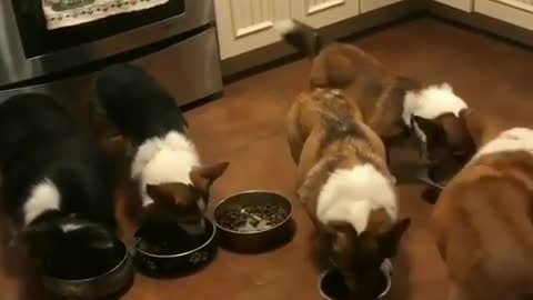 Dogs waiting in line for dinner are so cute.