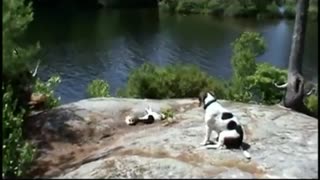 Super Gus and Bandit enjoying island life