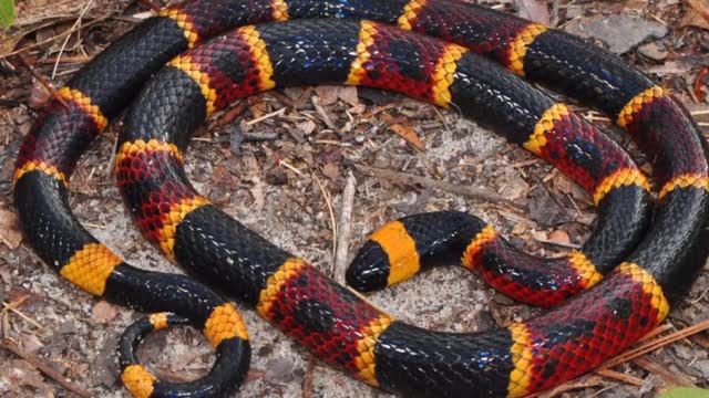 Top 10 most beautiful snakes in the world