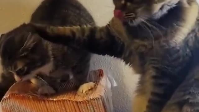 Best Funny Animals Video August 2022 - SHORTS