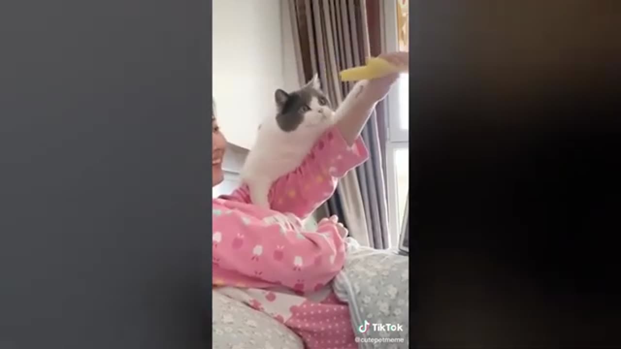 BEST ANIMALS MEMES COMPILATION 2021 (TIKTOK FUNNY CATS)