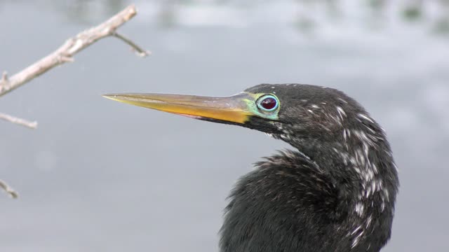 Anhinga male in its breeding plumage