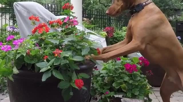Brown dog looks for squirrel in black flower pot