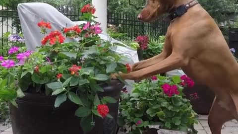 Brown dog looks for squirrel in black flower pot