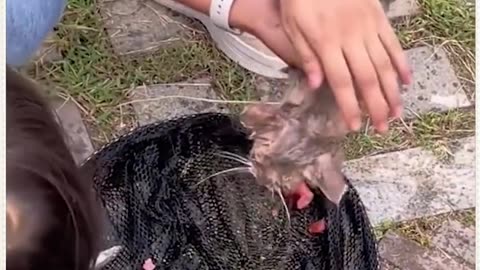Cat save in last second