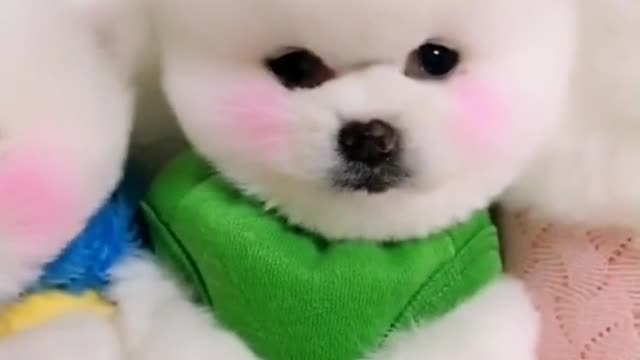 The dog who likes sleeping is very exciting