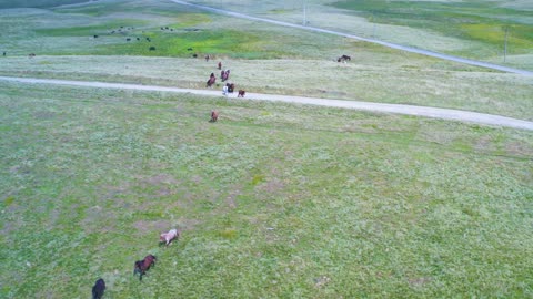 beautiful horses in the hills