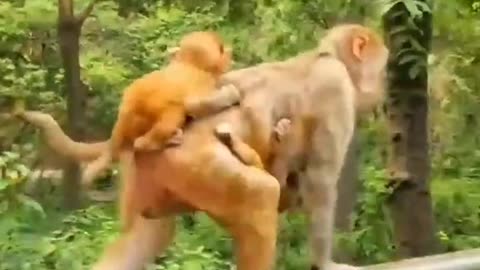 Induk monyet lagi cari bapak nya