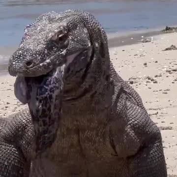 Komodo dragon regurgitates a big moray eel