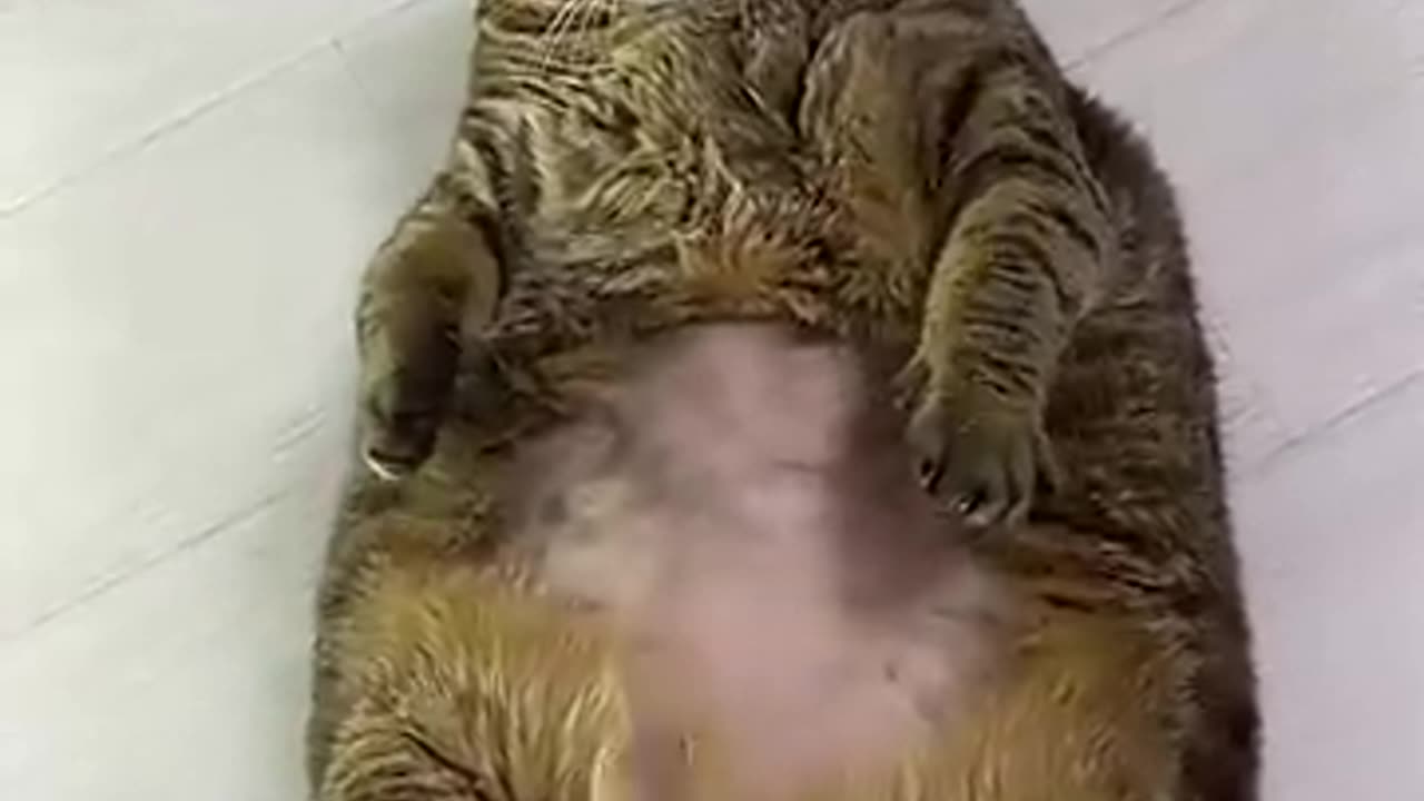 I laughed at this cat for half an hour