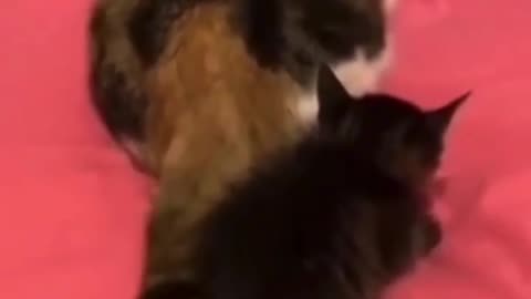 Cute Cat Hits Baby Kitten