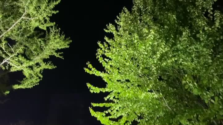 a walk among the green trees in Korea