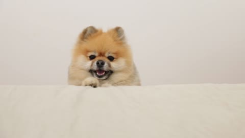 Video Of Funny Dog
