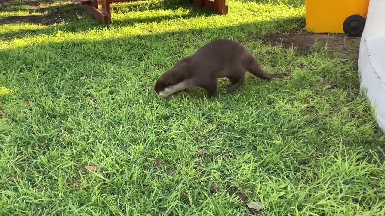 Cheeky Otter