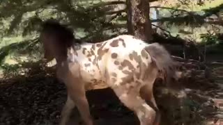 Excited & playful foal has a case of the zoomies