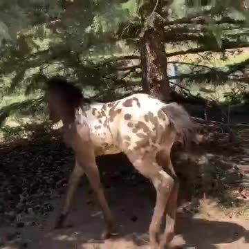 Excited & playful foal has a case of the zoomies